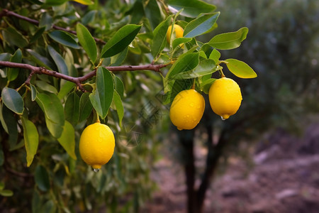 果树上成熟的柠檬图片