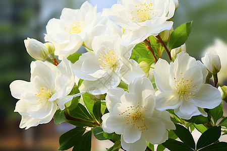 纯洁白的花白山茶花高清图片