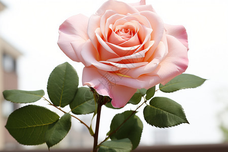 美丽浪漫的粉色玫瑰花图片