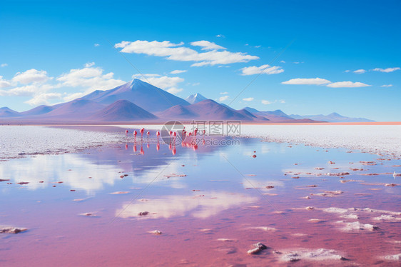 浅滩水边的火烈鸟图片