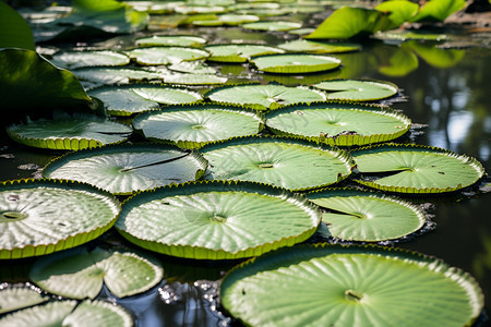 池塘水面上的绿色荷叶图片