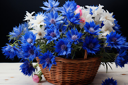 充满活力的蓝色矢车菊花朵图片
