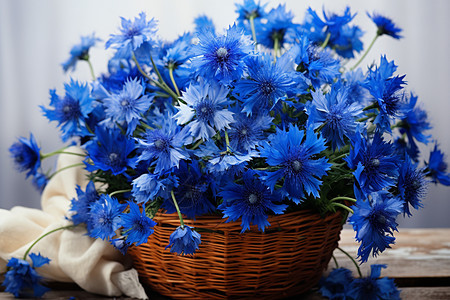 美丽的蓝色矢车菊花朵图片