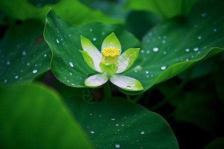 公园池塘中美丽的花朵图片