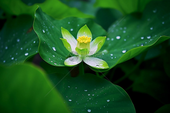 公园池塘中美丽的花朵图片