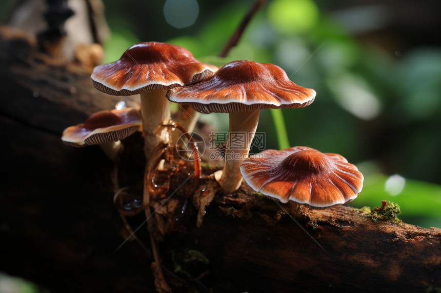 土地中栽培的蘑菇图片