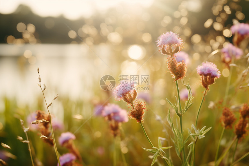 花园秋天的野花图片