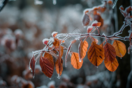 冬天结冰的叶子图片
