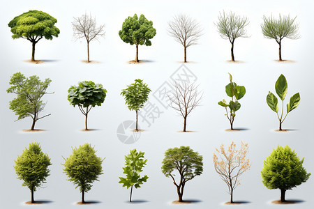 种类各异的树木图片