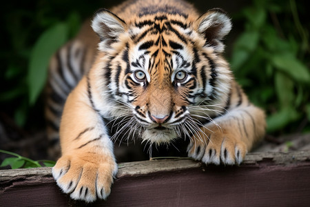 一只可爱的老虎幼稚图片