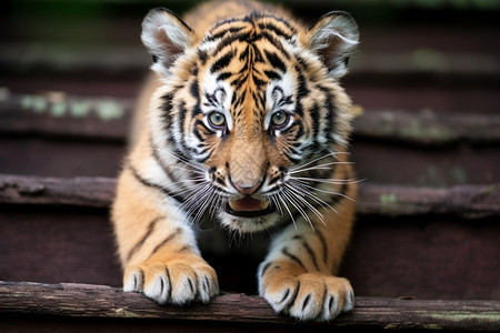 凶猛可爱的老虎幼稚图片