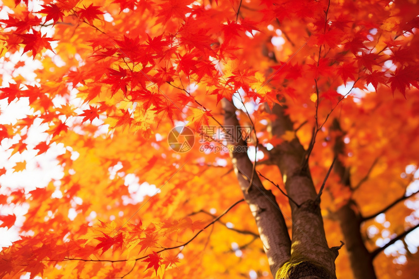 好看美丽的红色树叶图片