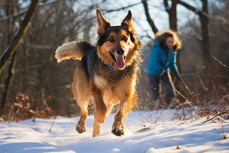 冬天雪山中的牧羊犬高清图片