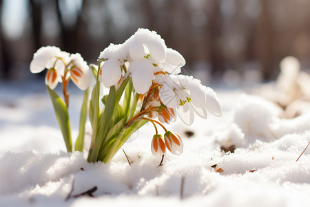 雪地里盛开的白色花朵图片