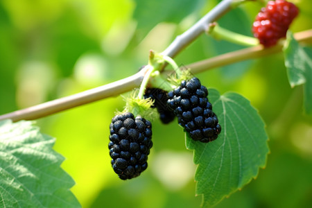 天然绿色的黑莓浆果背景图片