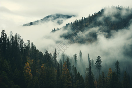 薄雾弥漫的山林图片