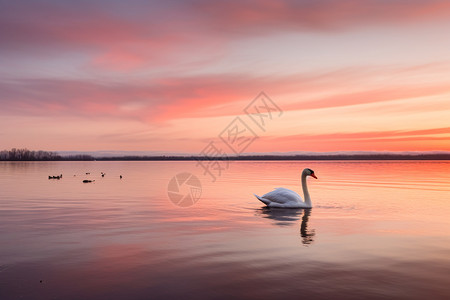 湖上优雅美丽的白天鹅图片