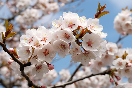 春季枝头美丽的樱花图片