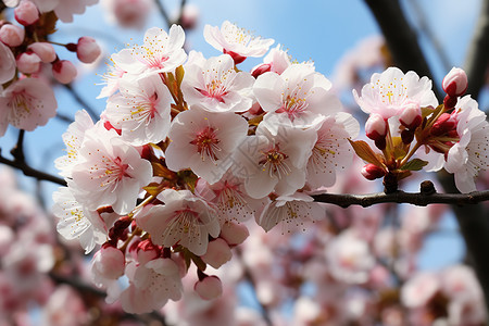 春季盛开的樱花图片