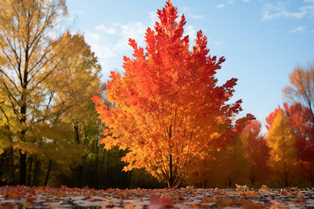火红色的秋天森林公园背景图片