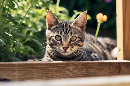 活泼好动的宠物猫咪图片