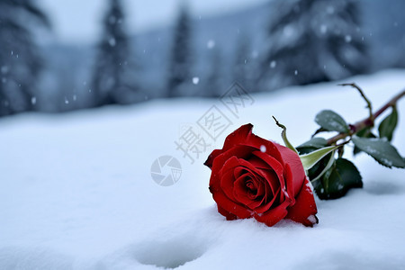 冬天的玫瑰图片