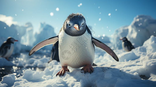 可爱的企鹅图片