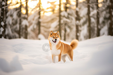 雪地里的柴犬图片