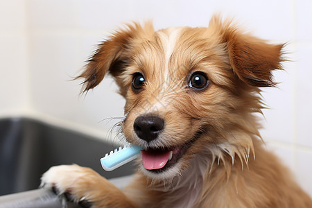 刷牙的小狗狗图片