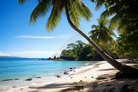 海滩上的自然树木背景图片