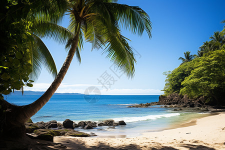 海滩上的热带树木图片
