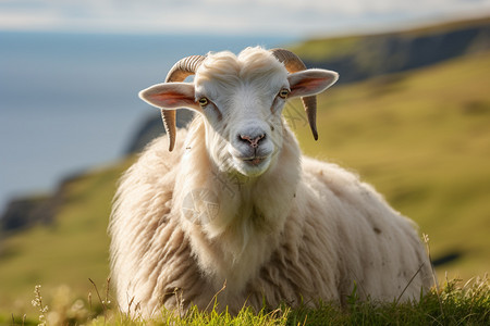 放牧的家畜绵羊图片