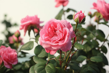花丛中的玫瑰图片