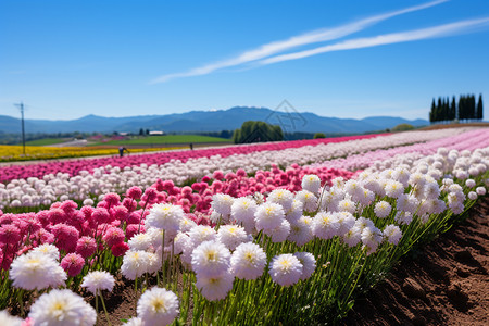 宜人怡人的花园图片