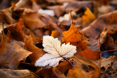 秋天枯黄的落叶图片