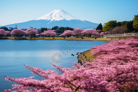 日本富士山景色富士山的樱花背景