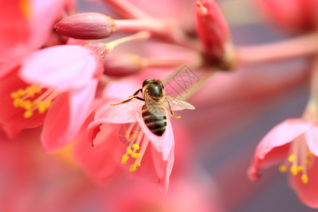 粉色花上的蜜蜂图片