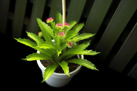 盆栽植物背景图片