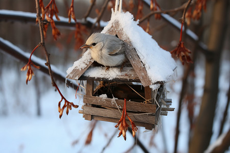 盖满雪花上的鸟巢图片