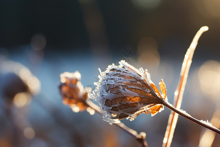 霜冻的枯萎叶子背景图片