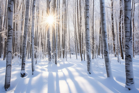 树林里的积雪图片