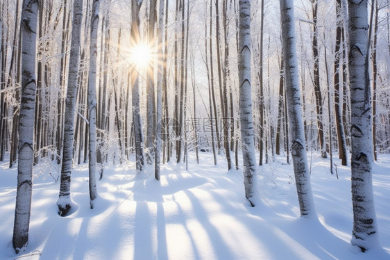 树林里的积雪图片