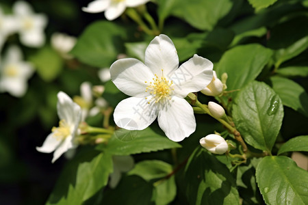 茉莉花植物图片