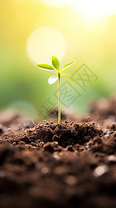 种子在土壤中发芽图片