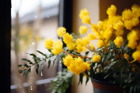 一朵黄花在窗边图片