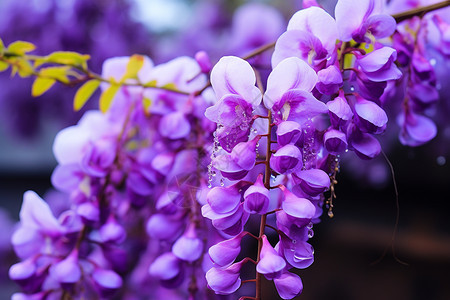 花园中挂满紫色花朵图片