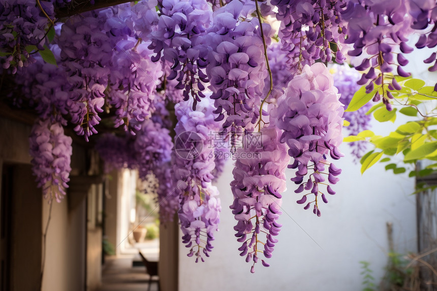紫花悬挂在户外图片