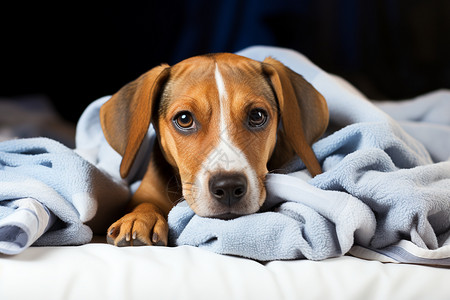 宠物狗身上有一条毛毯图片