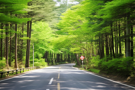 绿树成荫观光道路图片