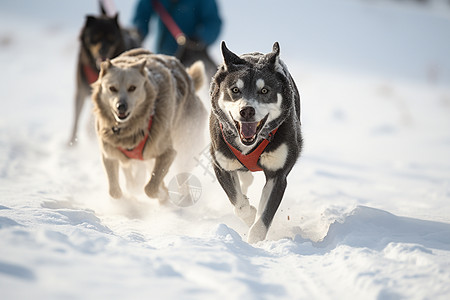 冬天拉雪橇的狗背景图片
